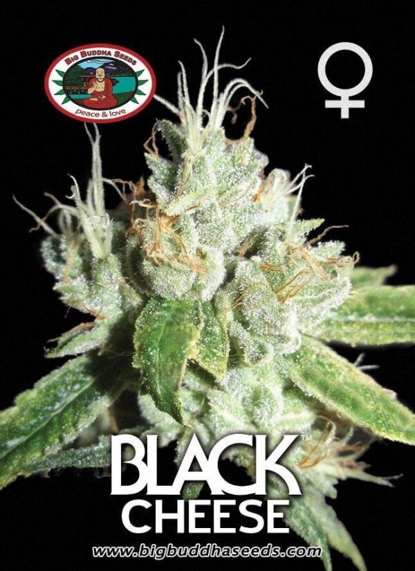 Black Cheese Feminised Seeds