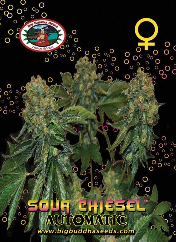 Sour Chiesel Auto Feminised Seeds