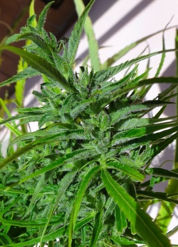 Thai Regular Cannabis Seeds by Ace Seeds