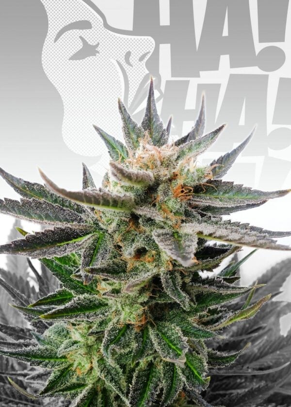 Sativa Dream (LOL) Feminised Cannabis Seeds by Kannabia Seeds