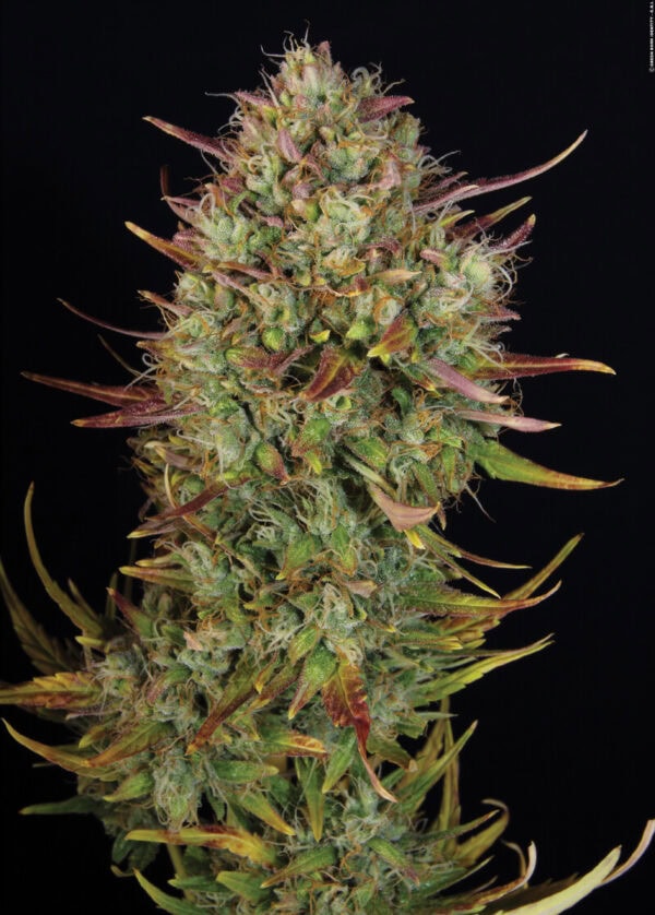 MK-Ultra Kush Auto Feminised Seeds
