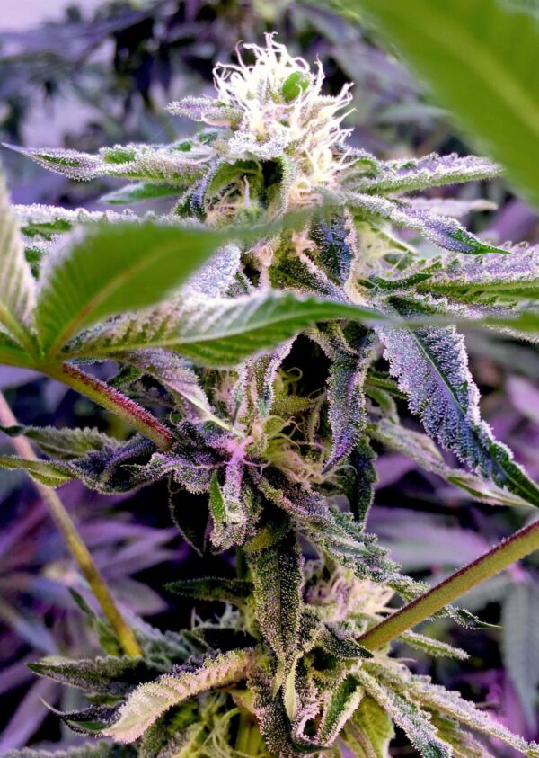 Runtz Feminised Seeds - 6