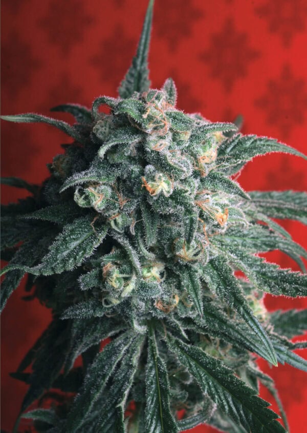 Atrain feminised cannabis seeds