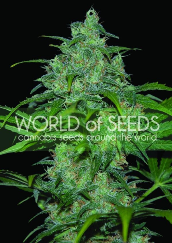 Wild Thailand Feminised Seeds - Image 2