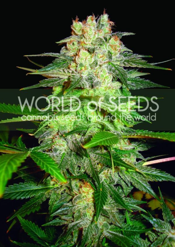 Afghan Kush Ryder Auto Feminised Seeds - Image 2