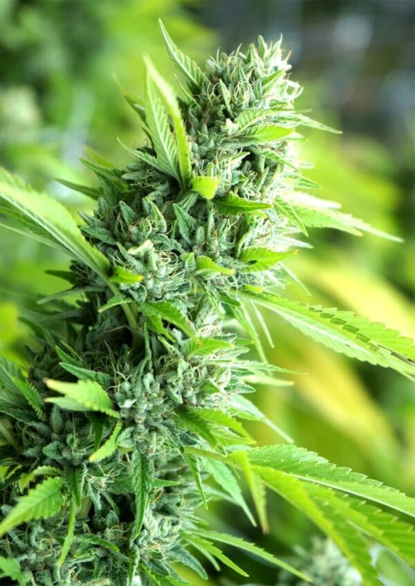 Banana Sapphire Feminised Seeds