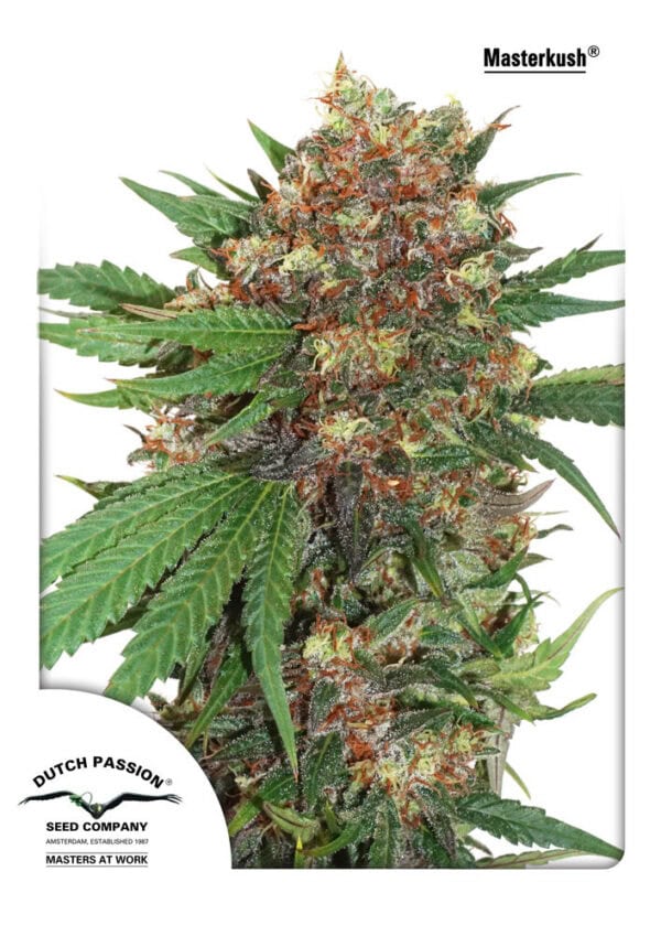Master Kush Feminised Seeds - Image 2