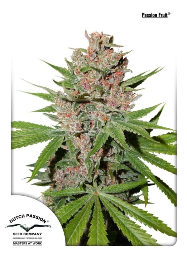 Passion Fruit Feminised Cannabis Seeds by Dutch Passion