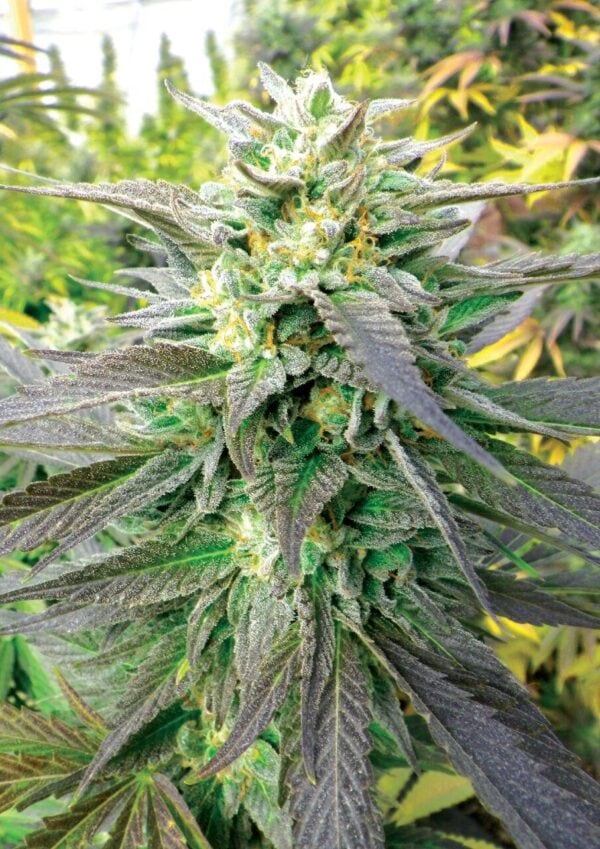 Royal Purple Kush CBD Feminised Seeds