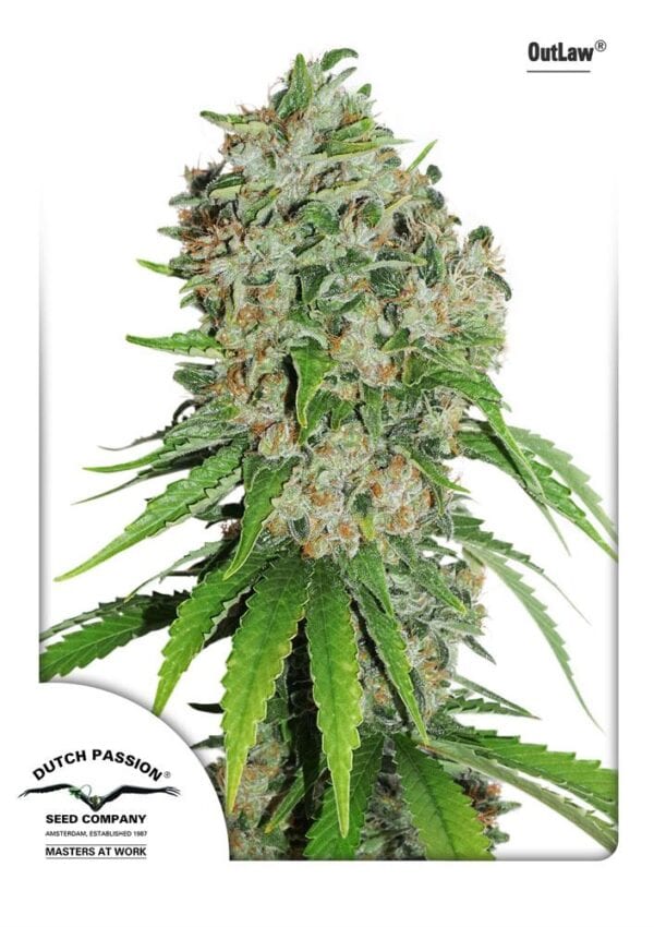 Outlaw Amnesia Feminised Seeds - Image 2