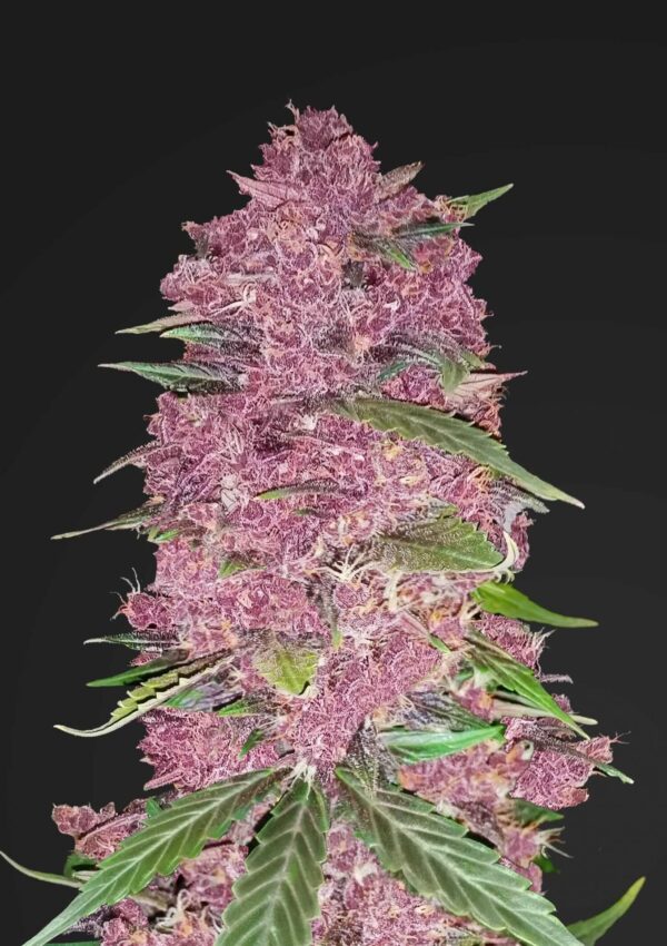 Purple Lemonade Auto Feminised Cannabis Seeds by FastBuds Seeds