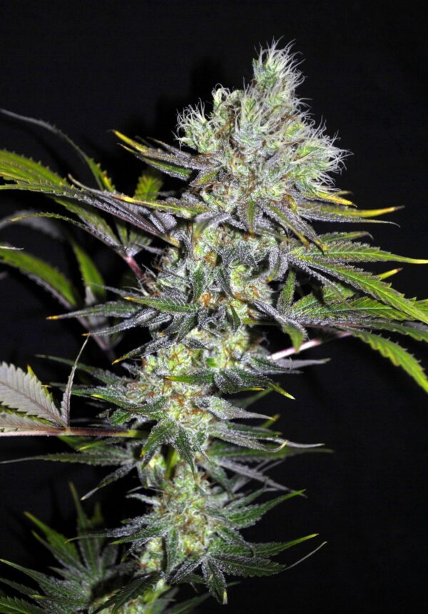 Sweet 'n' Sour Widow CBD Regular Seeds - 5