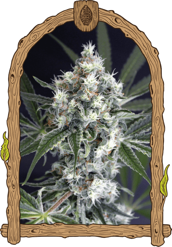 Medxotic Pure CBD Feminised Seeds