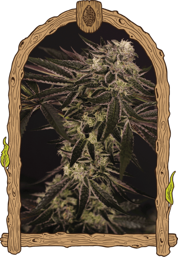 Purple Shot Feminised Seeds