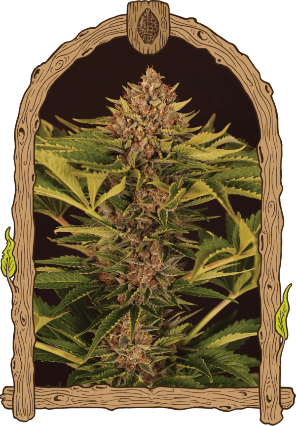 Strawberry Cola Auto Feminised Seeds