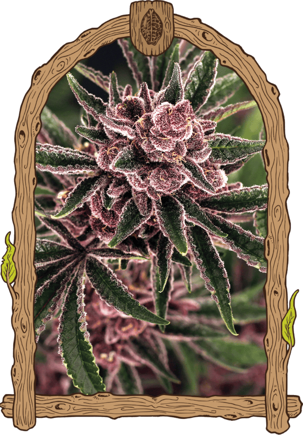 Tropical Fuel Feminised Seeds