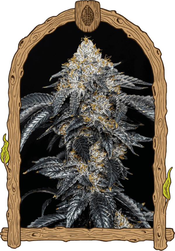 Quicklato Sherbet Feminised Seeds