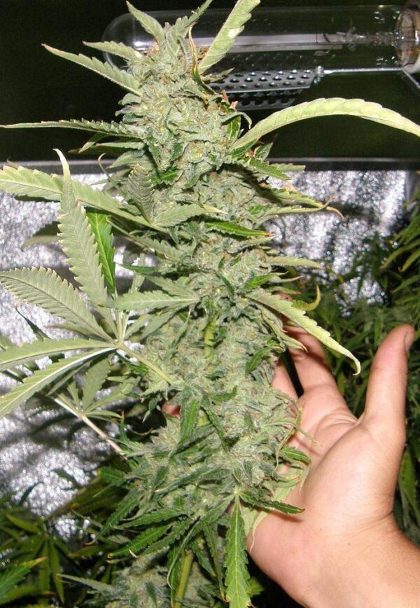 Crystal METH Feminised Seeds - Image 2