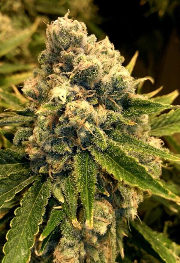 Safety Meeting Regular Seeds