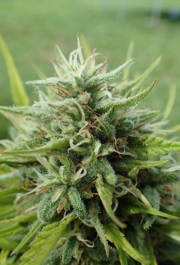 Cookies Krush Feminised Seeds