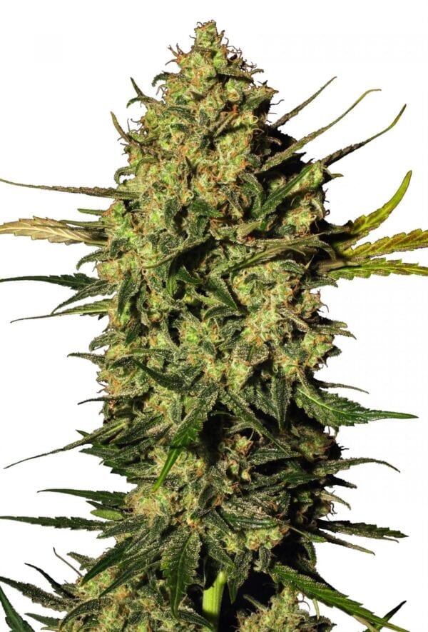 Master Kush Auto Feminised Cannabis Seeds by White Label Seed Company
