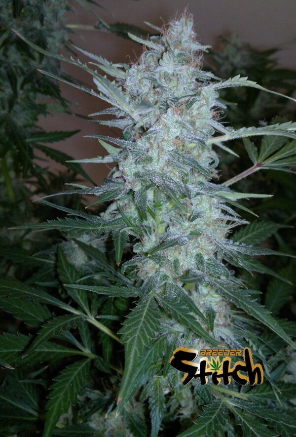 White Sirius Auto Regular Seeds - 8