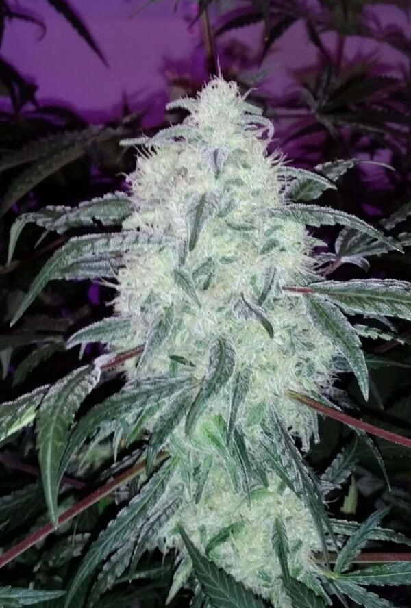 Blackberry Dream Regular Seeds - 12