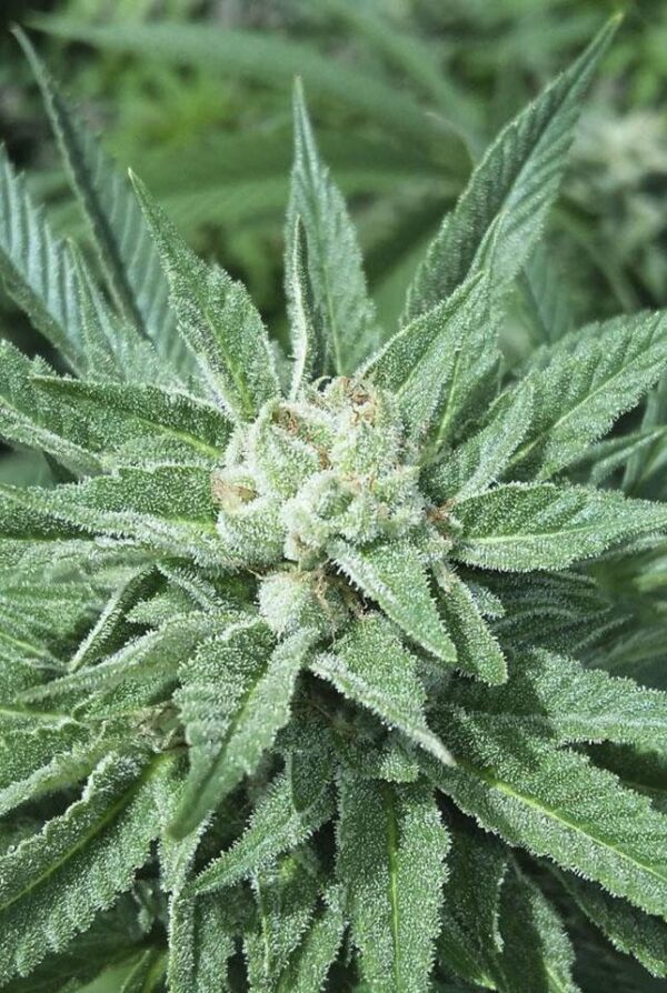The Wifi Connection Regular Seeds - 12