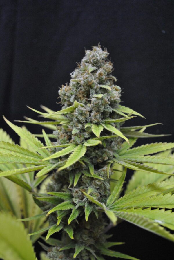 CBD Shark Feminised - 5 Seeds
