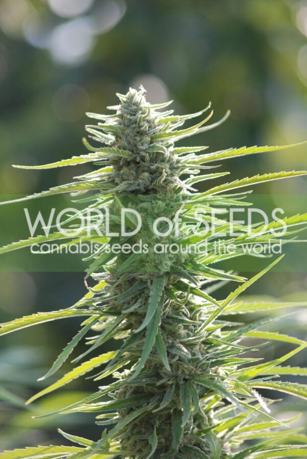 Colombian Gold Regular Seeds - Image 2