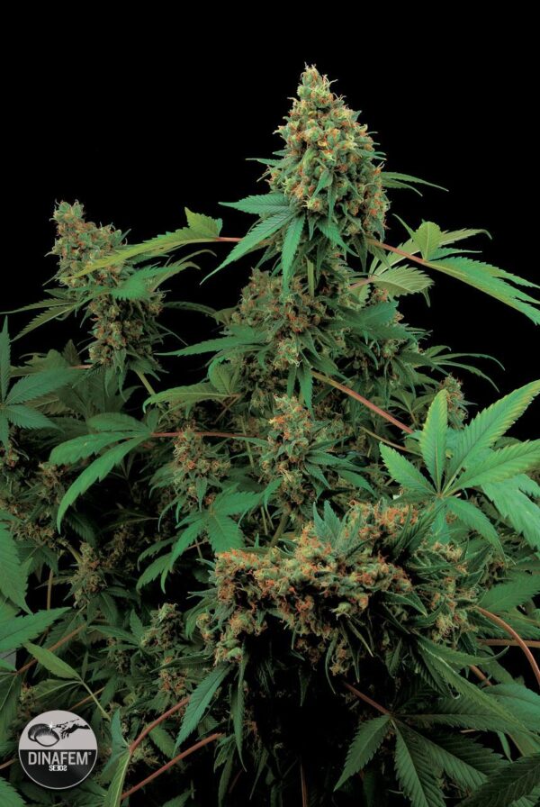 Moby Dick Feminised Seeds - Dinafem