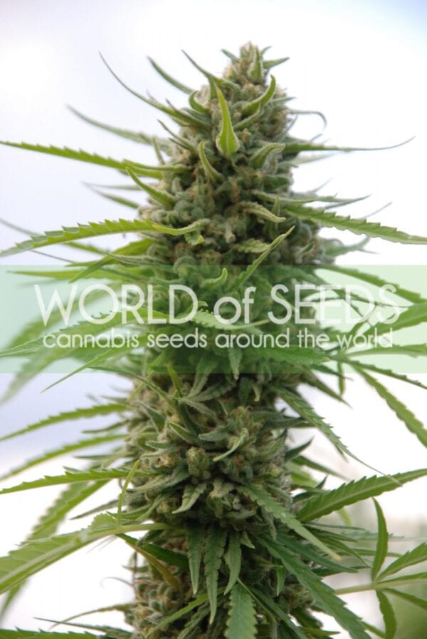 Kilimanjaro Feminised Seeds - Image 2