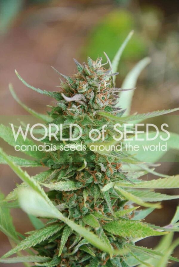 Strawberry Blue Feminised Seeds - Image 2