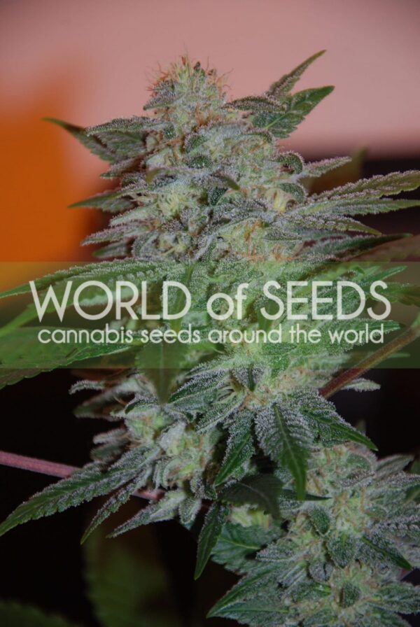Yumbolt 47 Feminised Seeds