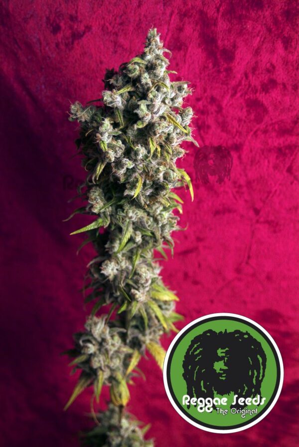Respect Regular Seeds