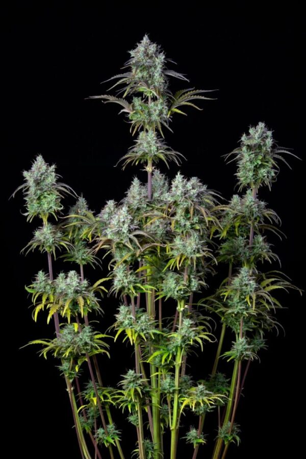 Original Big Bud Auto Feminised Cannabis Seeds by FastBuds
