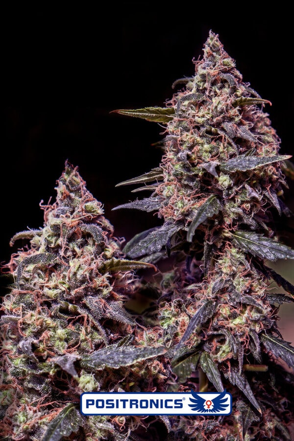Somango #47 Feminised Cannabis Seeds by Positronic Seeds