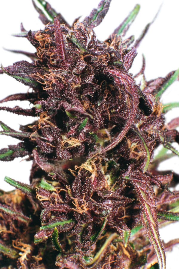Purple #1 Feminised Seeds - Image 2