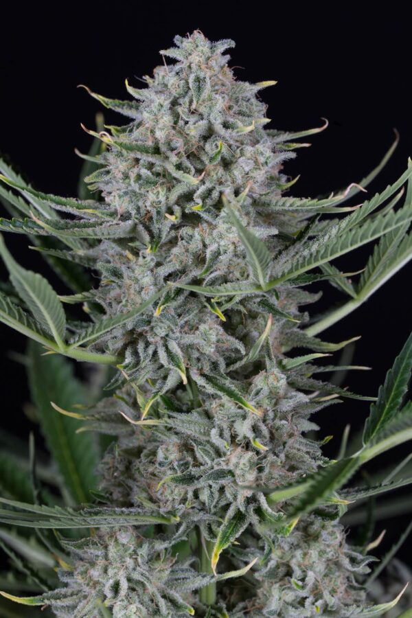 Cookies Auto Feminised Seeds