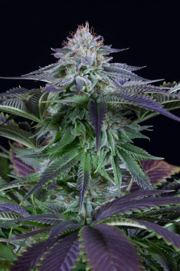 Dinamed Kush CBD Auto Feminised Seeds