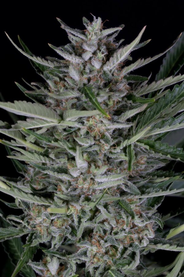 Gorilla Auto Feminised Seeds