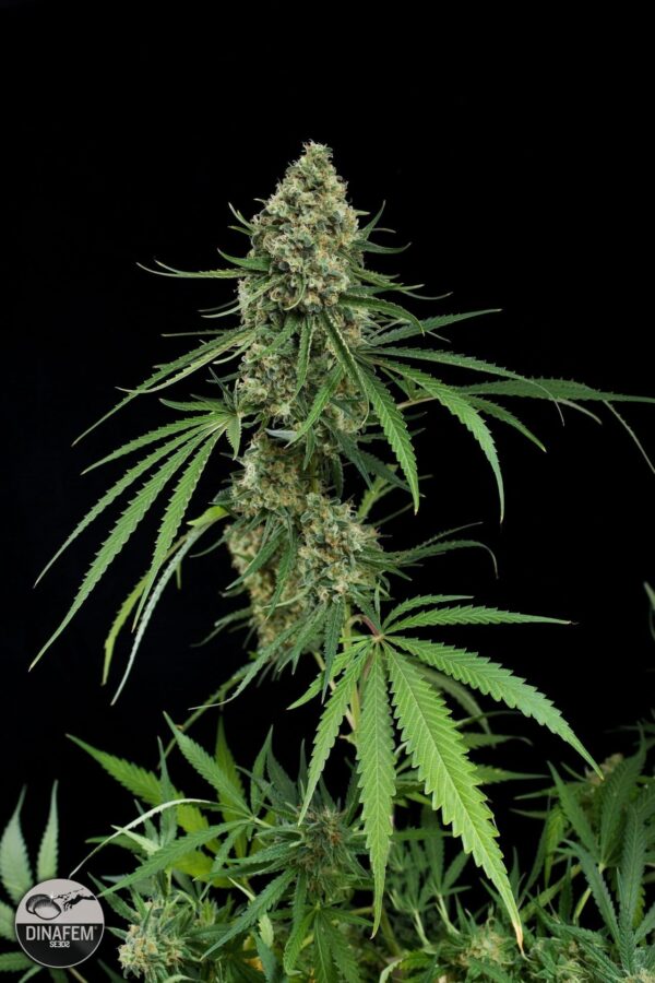 Critical + Feminised Seeds