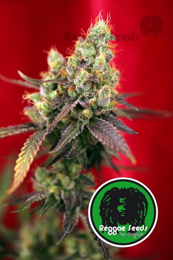 Dancehall Regular Seeds