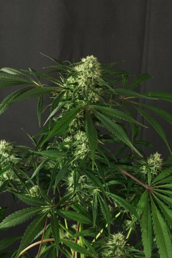 Exotic Colours Feminised Seeds - Image 2