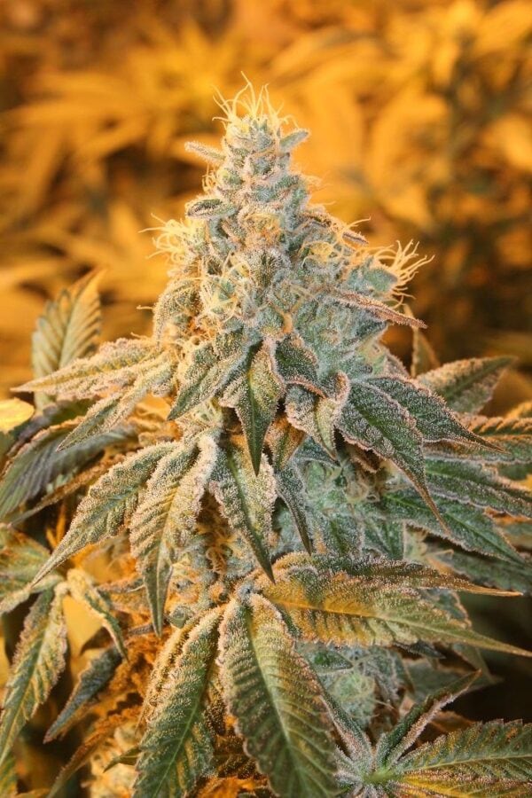 Fortune Teller Regular Seeds - 10 - Image 2