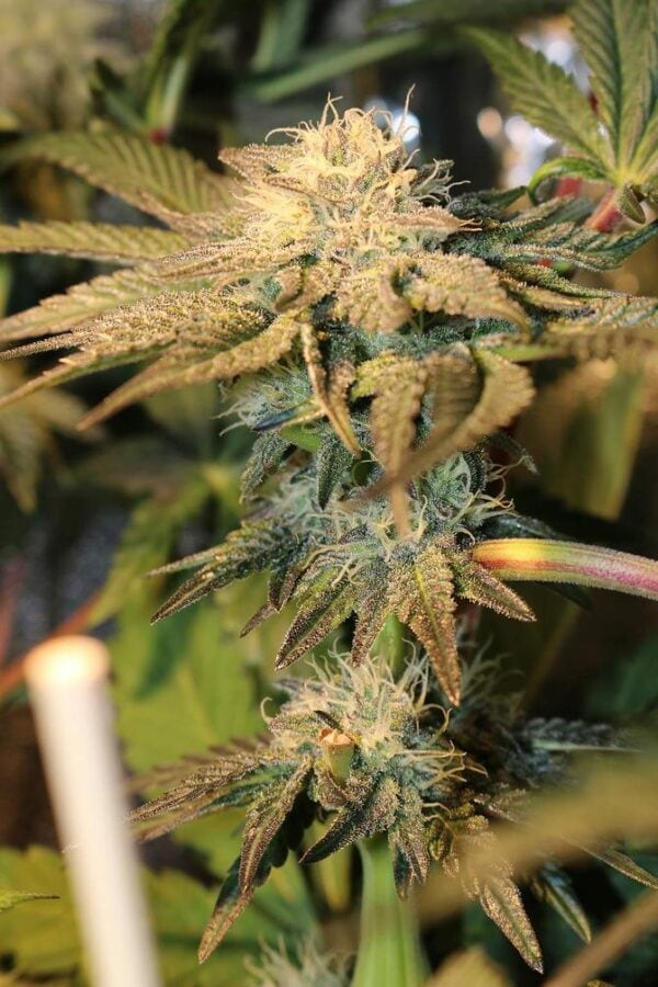 More Cowbell Regular Seeds - 11 - Image 2