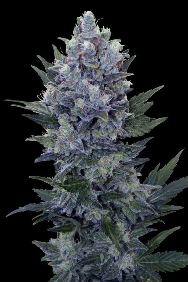 Northern Light Auto Feminised Seeds - RQS