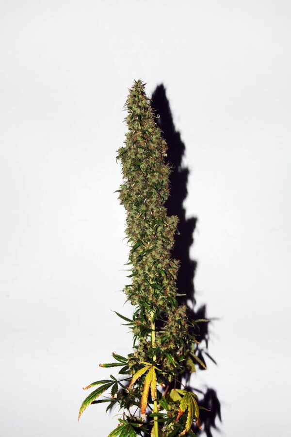Original Afghani #1 Regular Seeds - 10 - Image 2
