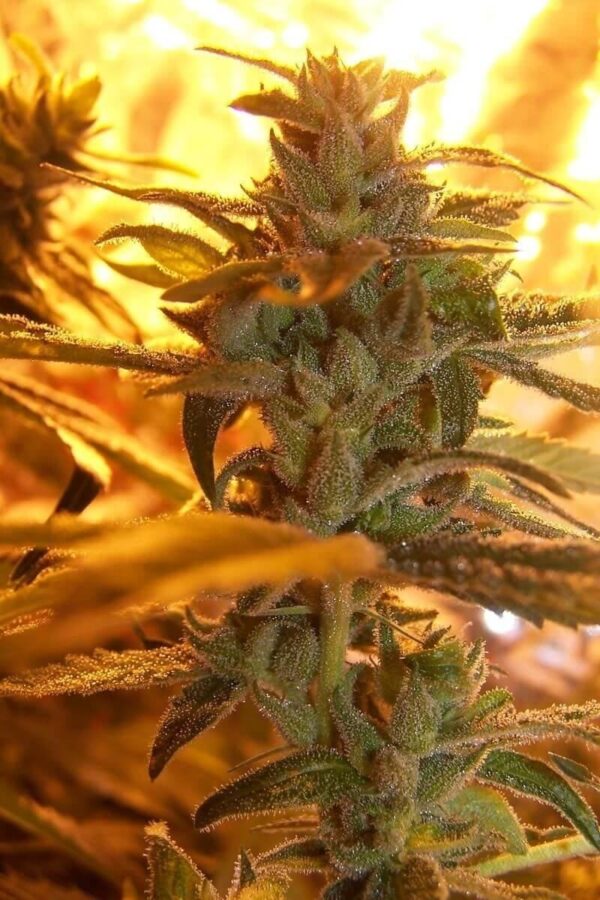 Original Diesel Haze Feminised Seeds - 5