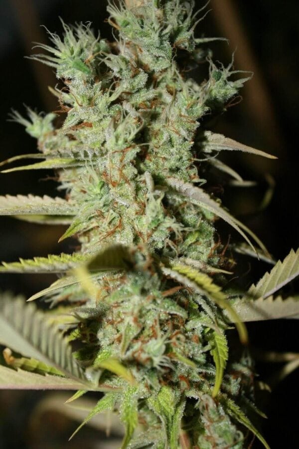 Original Diesel Haze Feminised Seeds - 5 - Image 2